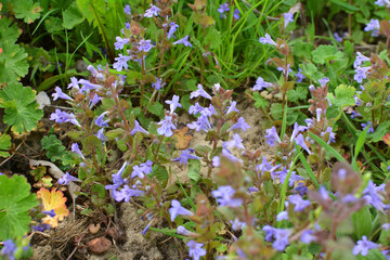Glechoma hederacea blooms in nature in spring