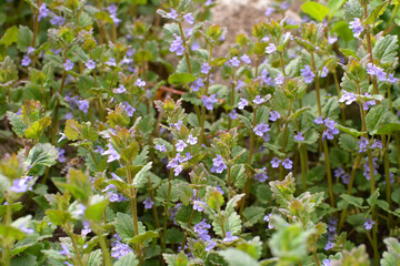 Glechoma hederacea blooms in nature in spring