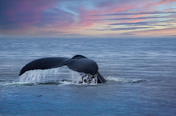 Diving humpback whale fluke, southeast Alaska
