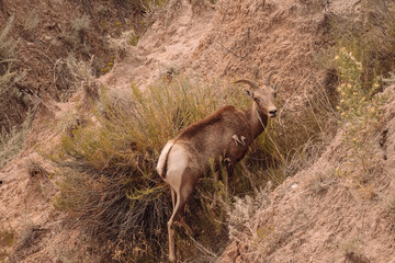 mountain goat eating 