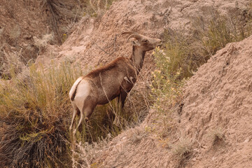 mountain goat eating 