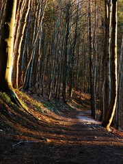 Buchenwald im Winter