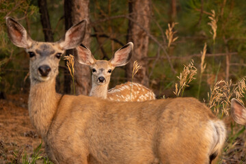 mom and baby deer 