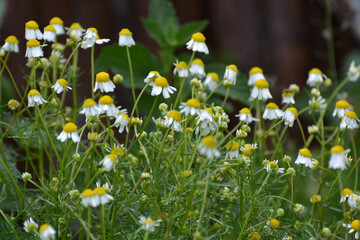 Chamomile blooms in the meadow among the herbs