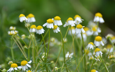 Chamomile blooms in the meadow among the herbs