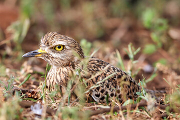 Spotted Thick-knee, Kruger National Park