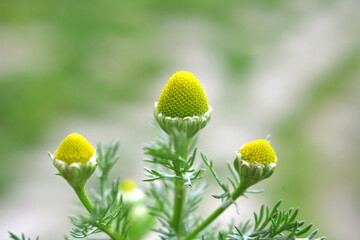 Fragrant chamomile (Matricaria discoidea) grows in nature