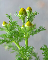 Fragrant chamomile (Matricaria discoidea) grows in nature - obrazy, fototapety, plakaty