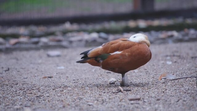 Ruddy shelduck cleaning feathers while sanding on one foot. Slow motion. 