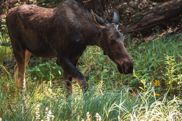 Moose walking in forest 