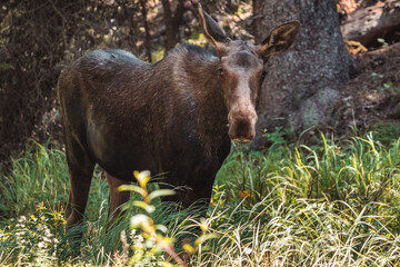 Moose walking in forest 