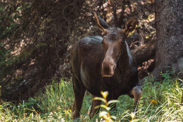 Moose walking in forest 