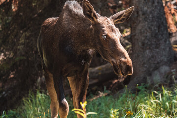 Moose walking in forest 