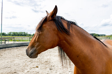 Brown Lucitano mare