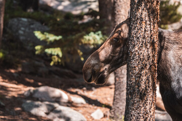 Moose walking in forest 