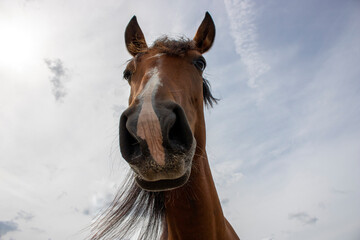 Fototapeta premium Brown Lucitano mare