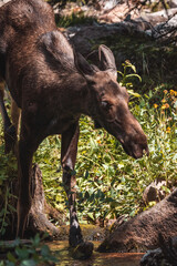 Moose walking in forest 