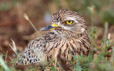 Spotted Thick-knee, Kruger National Park