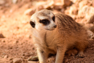 meerkat on the lookout