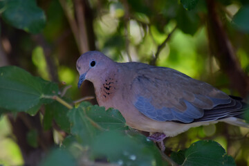 Multi-colour Stock Dove in Tree - Close up shot