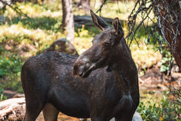 Moose walking in forest 