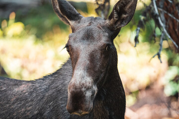 Mom moose walking in woods 