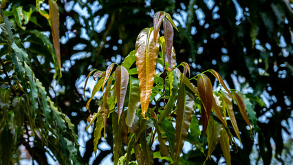 Saraca asoca or Ashoka tree is a plant belonging to the Detarioideae subfamily of the legume family. It is an important tree in the cultural traditions of the Indian subcontinent and adjacent areas.