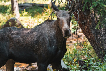 Mom moose walking in woods 
