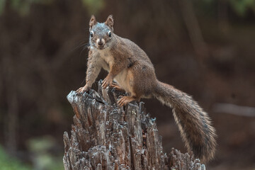 squirrel sitting on tree