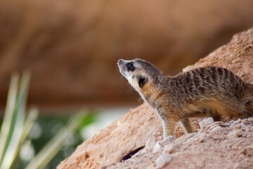 Naklejka premium meerkat on the ground