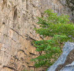 Mountains and forests of Abkhazia.