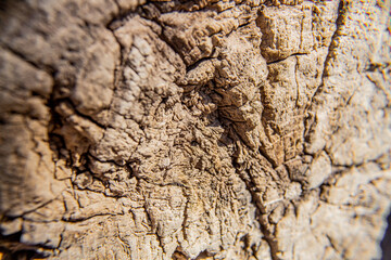 Corteza de árbol | Textura