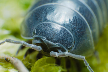 Pill Bug Armadillidium vulgare crawl on moss green background front view	