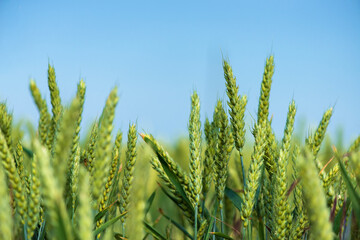 Wheat grain is used for wheat bread, beer some whiskeys some vodkas and animal fodder - selective focus