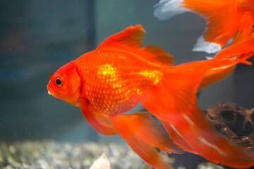 Close up of a goldfish in a fish tank