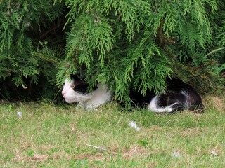 Black and white bicolor cat hiding under green thuja tree
