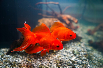 Close up of a goldfish in a fish tank