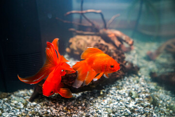 Close up of a goldfish in a fish tank