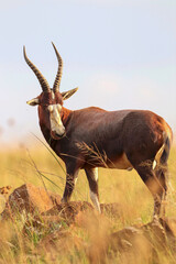 Blesbok Ram, Addo Elephant National Park