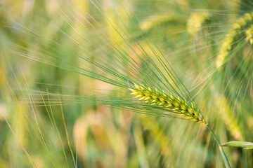 Fototapeta premium Barley grain is used for flour, barley bread, barley beer, some whiskeys, some vodkas, and animal fodder.