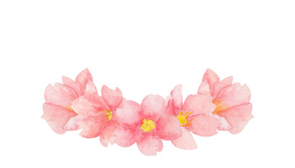 Fototapeta na wymiar Watercolor sakura blossom illustration on isolated white background. Cherry blossom clip-art