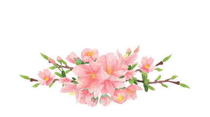 Watercolor sakura blossom illustration on isolated white background. Cherry blossom clip-art