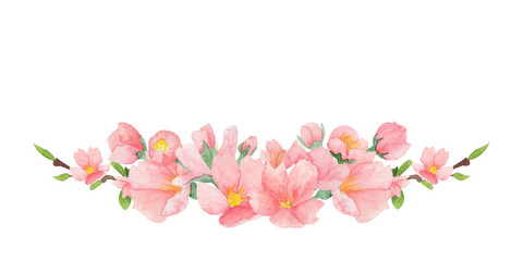 Watercolor sakura blossom illustration on isolated white background. Cherry blossom clip-art