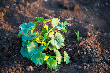 organic melon plant on the field - selective focus, copy space