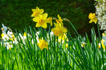 Close up of daffodil flowers in the spring 