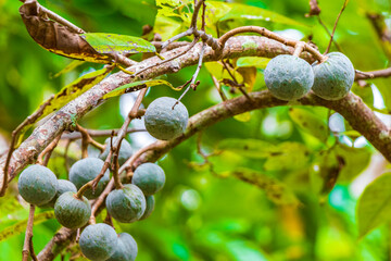 Tropical plant tree with green round fruit balls seeds Mexico.