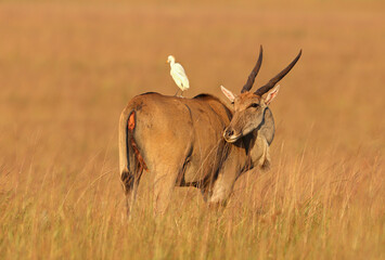 Eland Cow, Kruger National Park
