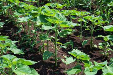 Rows of young sunflower plants on the field early in the spring - selective focus