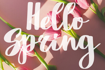 Hello Spring text on pink tulips in sunlight flat lay on pink background. Stylish greeting card. Handwritten lettering hello spring. Springtime