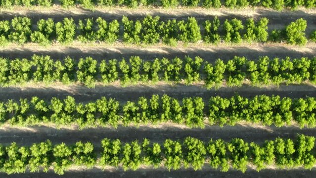 Yellow Peach Farm in Fresno Aerial Shot Forward California USA